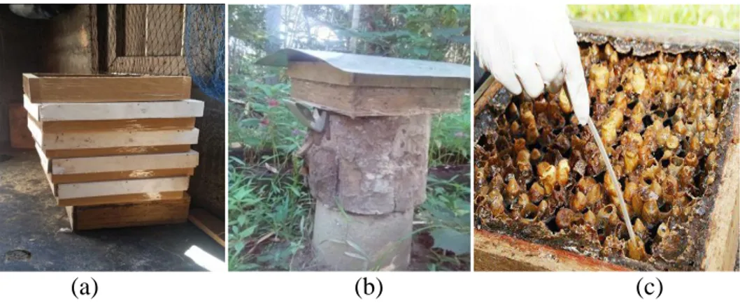 Gambar  4.3.  Pada  gambar  (a)    kotak  penyimpanan  madu  terbuat  dari  papan  sebelum  perletakan  sarang  lebah  linot  yang  dibentuk  persegi  panjang  30  x  40  cm  yang  berguna  untuk  menampung  madu