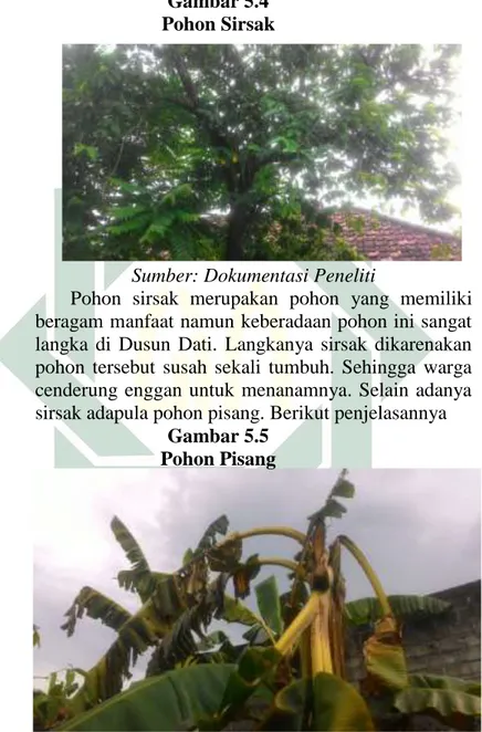 Gambar 5.5  Pohon Pisang 