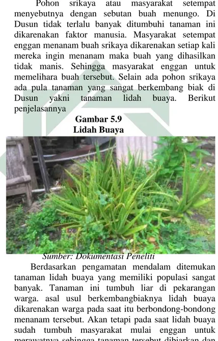 Gambar 5.9  Lidah Buaya 