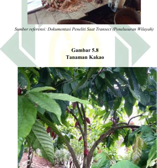 Gambar 5.8 Tanaman Kakao 