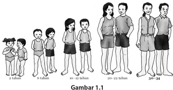 Gambar 1.1Menunjukkan pola pertumbuhan manusia mulai toodler sampai dengan dewasa.