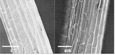 Gambar 1. Serat sisal (a) untreated, (b) treated 8% NaOH (Eichhorn dkk, 2001) 