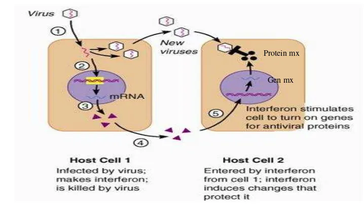 Gambar 6. Mekanisme kerja interferon dalam tubuh organisme (Sumber : http://immune0system.files.wordpress.com/2010/ 04/mekanisme- interferon-melawan-virus.jpg) 