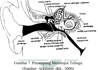 Gambar 7. Penampang Membujur Telinga  (Sumber: Atkinson, dkk., 2000) 