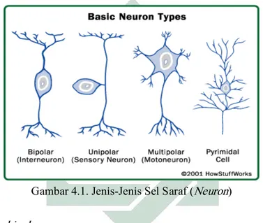 Gambar 4.1. Jenis-Jenis Sel Saraf ( Neuron ) 