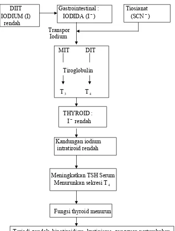 Gambar  2 : Metabolisme Iodium dan Goitrogen dalam thiroid 