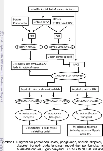 Gambar 1. Diagram alir percobaan isolasi, pengklonan, analisis ekspresi, analisis 