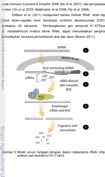 Gambar 3. Model umum tahapan-tahapan dalam mekanisme RNAi (http://www. 