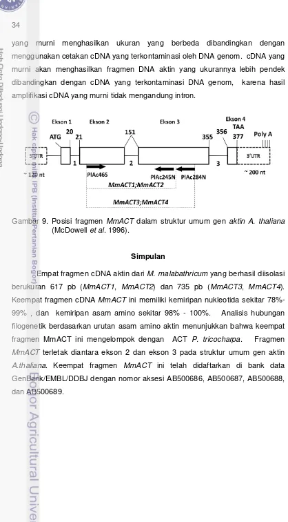 Gambar 9. Posisi fragmen MmACT dalam struktur umum gen aktin A. thaliana  
