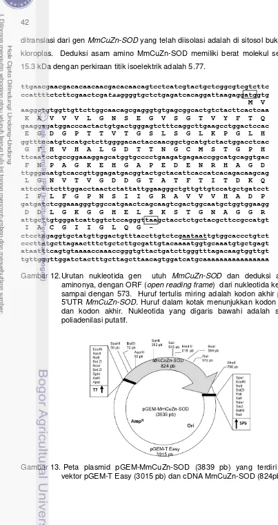 Gambar 12. Urutan nukleotida gen  utuh MmCuZn-SOD dan deduksi asam 