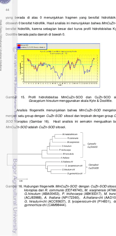 Gambar 15. Profil hidrofobisitas MmCuZn-SOD dan CuZn-SOD sitosol 