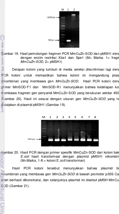 Gambar 19. Hasil pemotongan fragmen PCR MmCuZn-SOD dan pMSH1 dengan 