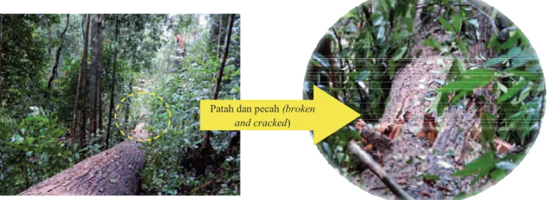 Gambar 6. Batang pohon pecah akibat kesalahan menaksir panjang lereng