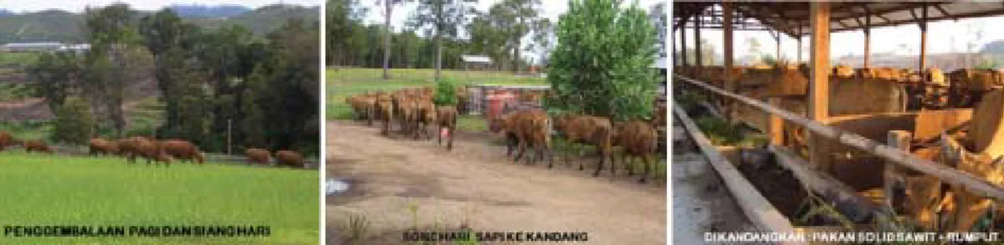 Gambar 1.  Pemeliharaan sapi secara semiintensif di PT Sulung Ranch pada area perkebunan kelapa sawit.