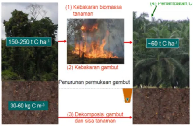 Gambar 1.  Ilustrasi emisi dan penambatan karbon  pada komversi hutan rawa gambut [9] 