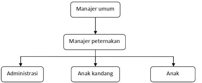 Gambar 1. struktur organisasi Setia Budi Farm cabang bogem kandang 