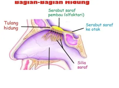Gambar 1 : Hidung  