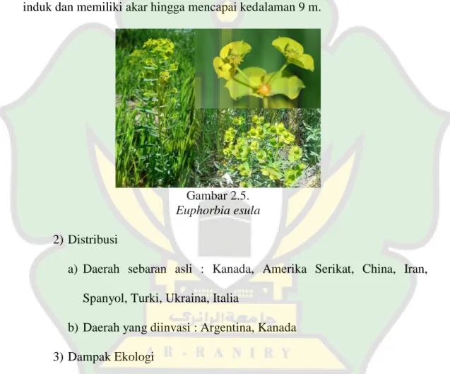 Gambar 2.5.  Euphorbia esula  2) Distribusi 
