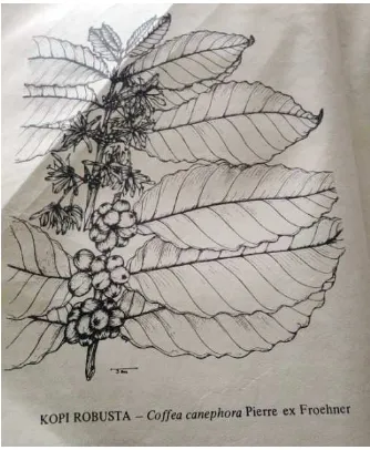 Gambar 2.2 Sketsa pohon kopi Robusta Sumber : Setiawati, 2007 : 6 