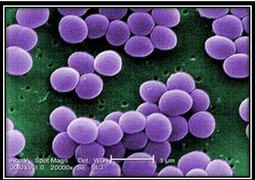 Gambar 2.4 Staphylococcus aureus49
