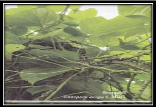 Gambar 2.1. Tanaman Panamar Gantung (Tinospora crispa L.)33 