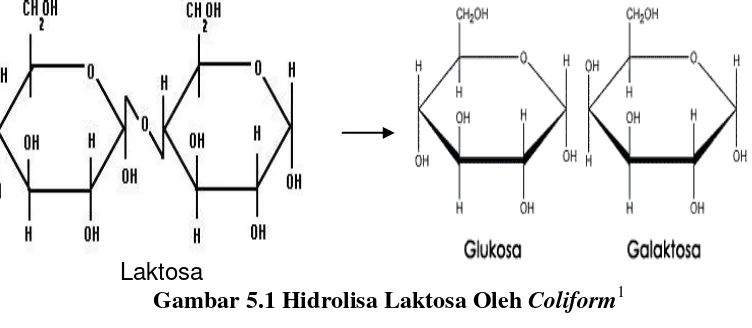 Gambar 5.1 Hidrolisa Laktosa Oleh Coliform1 