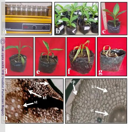 Gambar 2. (a) Biakan Fusarium oxysporum f.sp. cubense (Foc) dalam media 