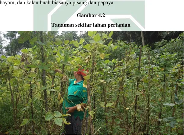 Gambar  di  atas  merupakan  salah  satu  gambar  lahan  pertanian  yang  dimiliki  Masyarakat  Dusun  Mloko,  dapat  dilihat  pada  gambar  di  atas  sebagian  masyarakat  Dusun  Mloko  hanya  menanam  tanaman  pokok  yaitu  padi,  kalau  jagung  biasanya