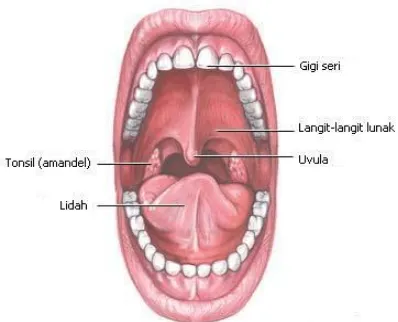Gambar : 2.1 Bagian-bagian mulut 
