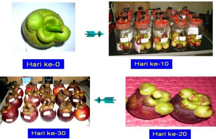 Gambar 5. Perubahan warna kelopak buah manggis pada suhu 13oC 