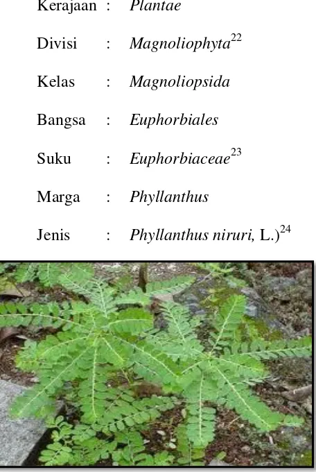 Gambar 2.1 Meniran (Phyllanthus niruri, L.) 