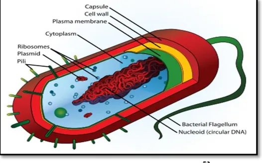 Gambar 2.4 Struktur Bakteri.53 
