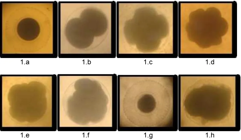 Gambar 1. Embriogenesis telur Trochus niloticus  