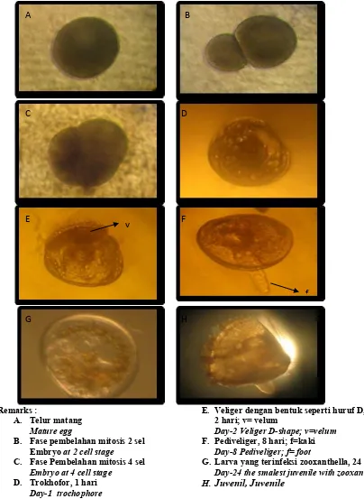 Gambar 1. Embriogenesis dan perkembangan larva kima (Tridacna squamosa). Figure 1.  Embryogenesis and development of scaly clams (Tridacna squamosa)