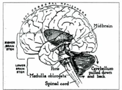 Gambar 1. Struktur Otak Manusia 