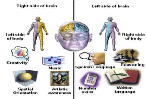 Gambar 3. Perbedaan Fungsi Otak Kiri dan otak  Kanan 