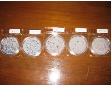 Gambar 3.  Cawan petri berisi media selektif untuk pembiakan koliform dan E.Coli. Tampak beberapa koloni berwarna ungu dan biru yang akan dihitung dengan menggunakan cellcounter.