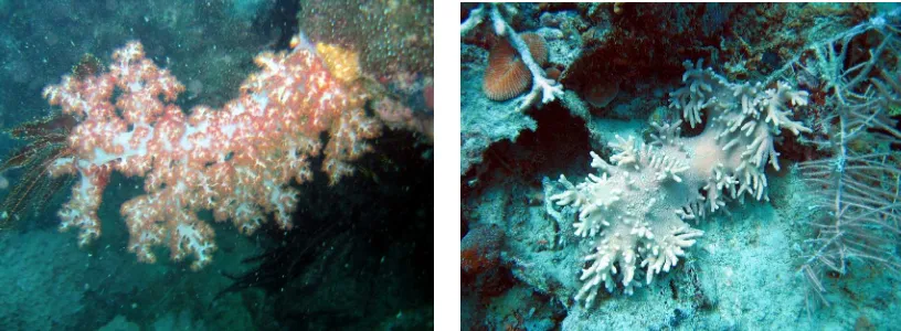 Gambar 3. Dua Genera Karang Lunak yang Terdapat di Seluruh Lokasi Penelitian, Dendronephthya (kiri) dan Sinularia (kanan) [foto: Julius P] 