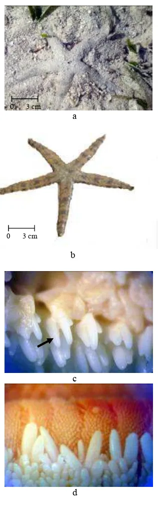 Gambar 6 a.   Culcita novaeguineae     b. bintil  polygon dan pori-