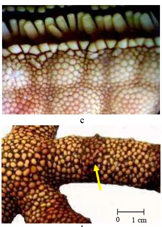 Gambar 7  a. Linckia laevigata Bagian ventral (perbesaran 