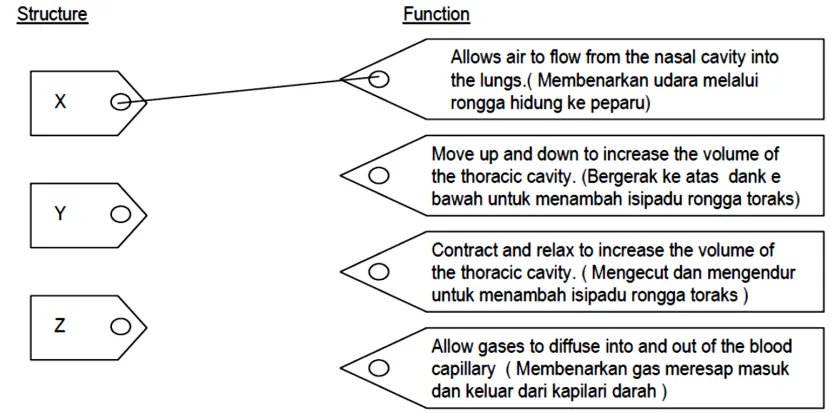 Figure 1 / Rajah 1 
