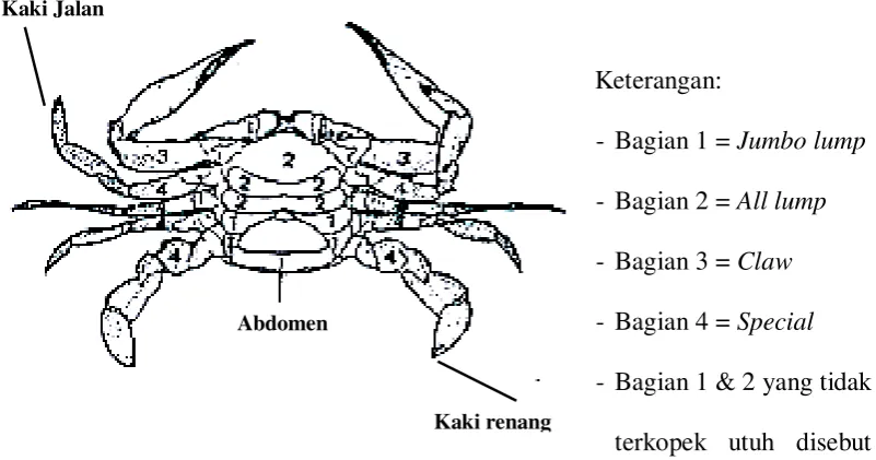 Gambar 2.2. Klasifikasi Daging Rajungan 