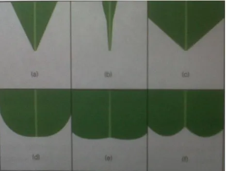 Gambar 2.4. Pangkal daun runcing (a), meruncing (b), tumpul (c), 