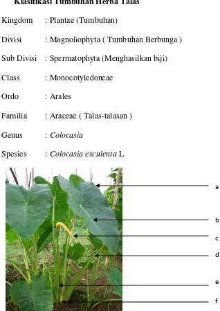 Gambar : 4.1. Colocasia esculenta L. (talas) 