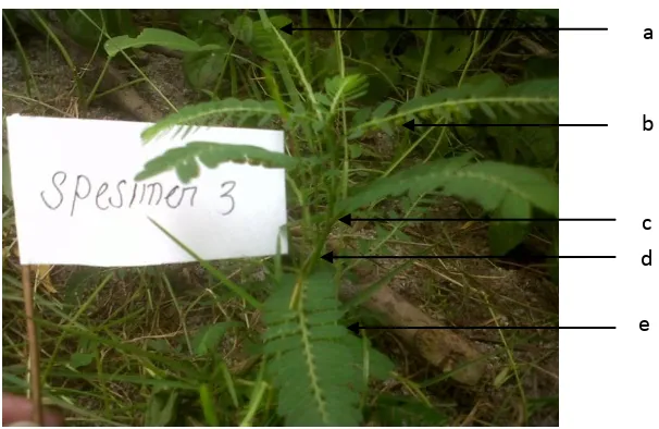 Gambar : 4.3.  Phyllanthus niruri. L ( meniran) 