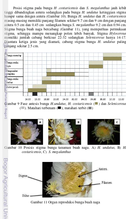 Gambar 11 Organ reproduksi bunga buah naga 