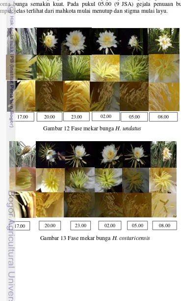 Gambar 12 Fase mekar bunga  H. undatus  