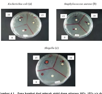 Gambar 4.1   Zona hambat dari minyak atsiri daun attarasa 10%, 15% v/v dan kontrol (0) cakram terhadap kultur bakteri (a) Escherichia coli, (b) Staphylococcus aureus dan (c) Shigella  