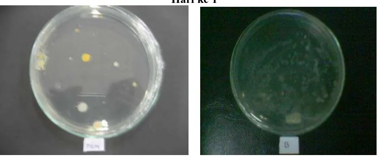Tabel 4.3 Hasil pengamatan pertumbuhan koloni pada ikan gurami yang di bungkus edible film dan yang tanpa pembungkus   