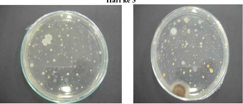 Gambar 4.3  Perbandingan pertumbuhan koloni pada isolat ikan gurami yang      dibungkus edible film (kiri) dengan isolat ikan gurami  tanpa pembungkus (kanan) 